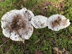 Hydnellum suaveolens