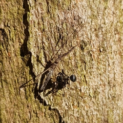 Reduviidae