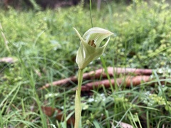 Pterostylis curta
