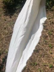 Formica pallidefulva