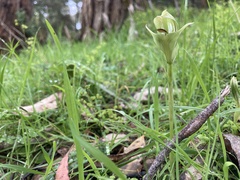 Pterostylis curta
