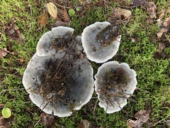 Hydnellum suaveolens