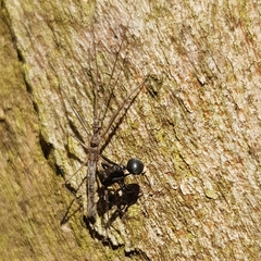 Reduviidae