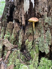Phylloporus leucomycelinus