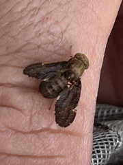 Eurosta comma