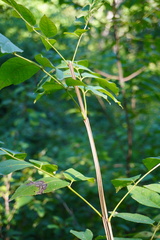 Fraxinus quadrangulata