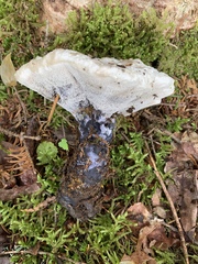 Hydnellum suaveolens