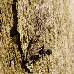Reduviidae