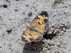 Phyciodes tharos
