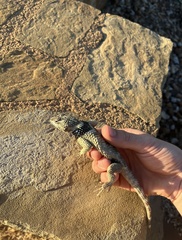 Sceloporus poinsettii