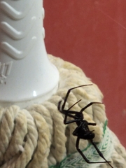 Latrodectus hesperus