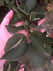 Prunus virginiana