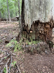 Phylloporus leucomycelinus