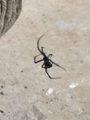 Latrodectus hesperus
