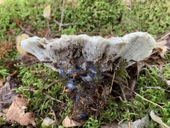 Hydnellum suaveolens