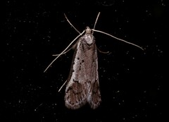 Philobota stella