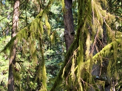 Pseudisothecium stoloniferum