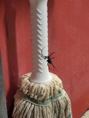 Latrodectus hesperus