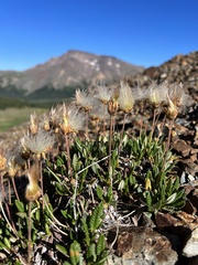 Dryas hookeriana