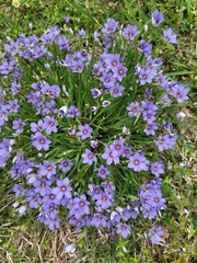 Sisyrinchium pruinosum