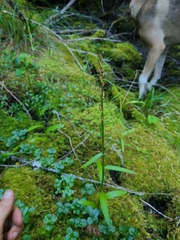 Platanthera sparsiflora