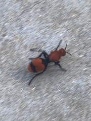 Dasymutilla occidentalis