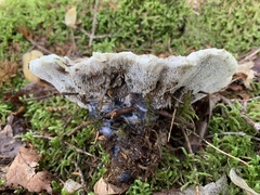 Hydnellum suaveolens