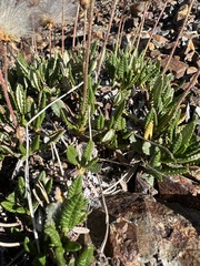 Dryas hookeriana