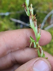 Platanthera sparsiflora