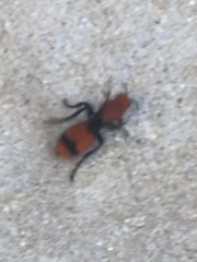 Dasymutilla occidentalis