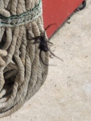 Latrodectus hesperus