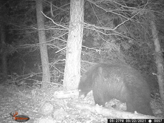 Ursus americanus machetes