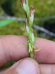 Platanthera sparsiflora