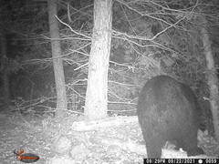 Ursus americanus machetes