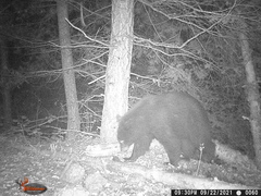 Ursus americanus machetes