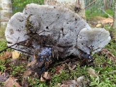 Hydnellum suaveolens