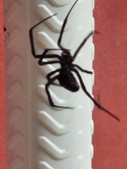 Latrodectus hesperus