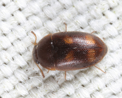 Litargus tetraspilotus