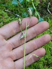 Anticlea occidentalis