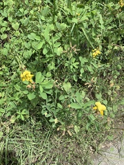 Crotalaria retusa