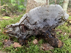 Hydnellum suaveolens