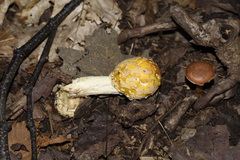 Amanita flavoconia