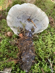 Hydnellum suaveolens