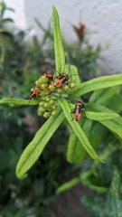 Oncopeltus fasciatus