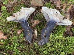 Hydnellum suaveolens