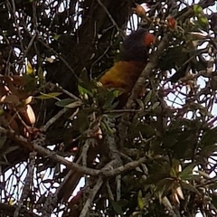Trichoglossus moluccanus