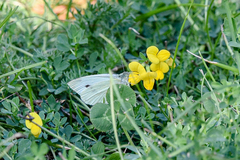 Lotus corniculatus