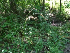 Scirpus pedicellatus