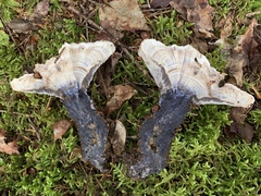 Hydnellum suaveolens