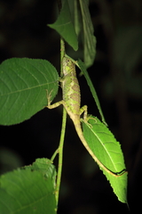 Diploderma polygonatum xanthostomum